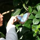 Mädchen mit Schmetterling