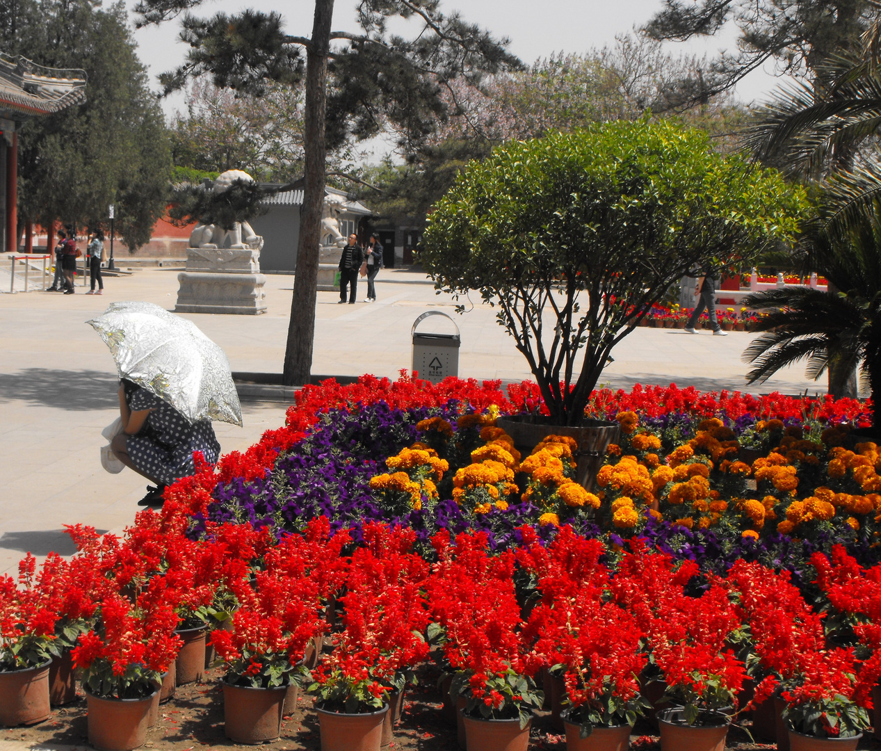 Mädchen mit Sonnenschirm / Beijing Frühling 2011