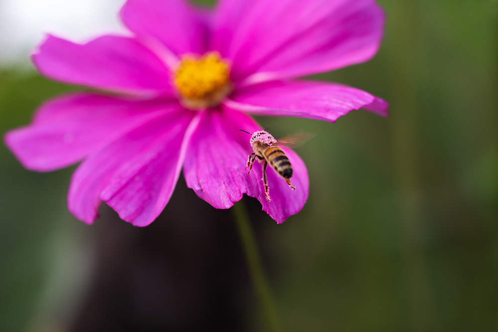 Mädchen mögen rosa ...