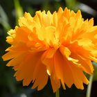 Mädchenauge  (Coreopsis)-(Asteraceae)