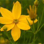 Mädchenauge (Coreopsis verticillata).