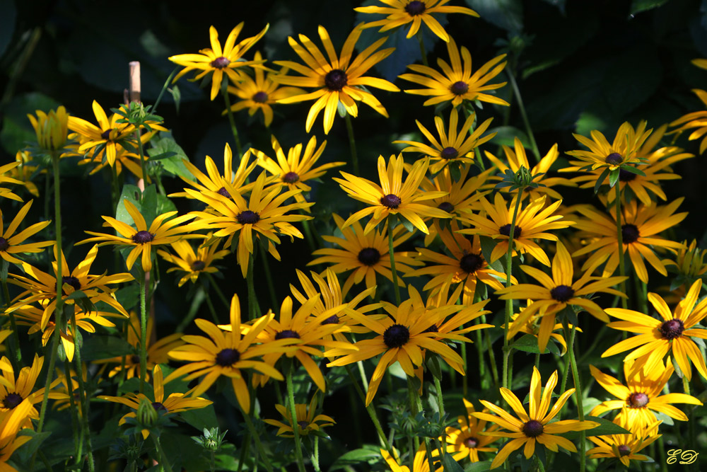 Mädchenauge Foto & Bild | landschaft, garten- & parklandschaften ...