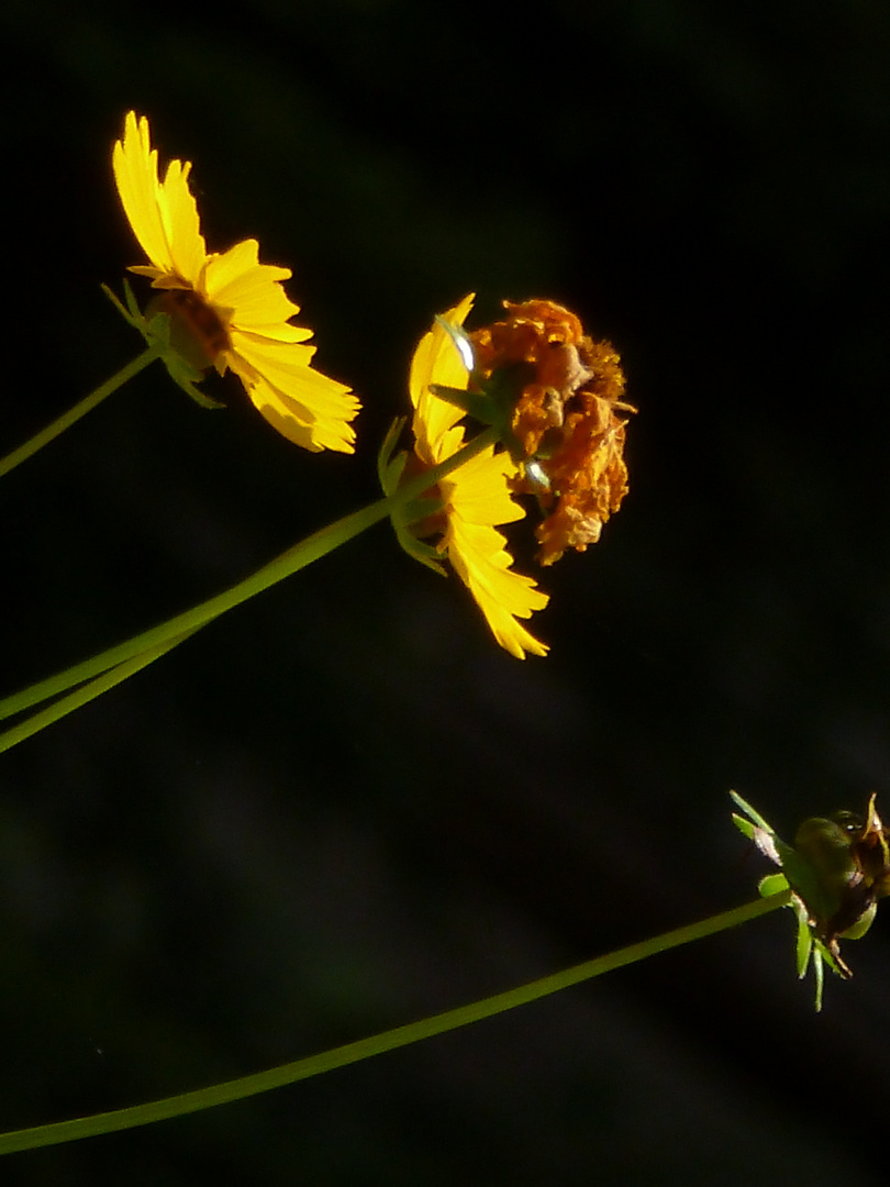 "Mädchenauge" (Makro)