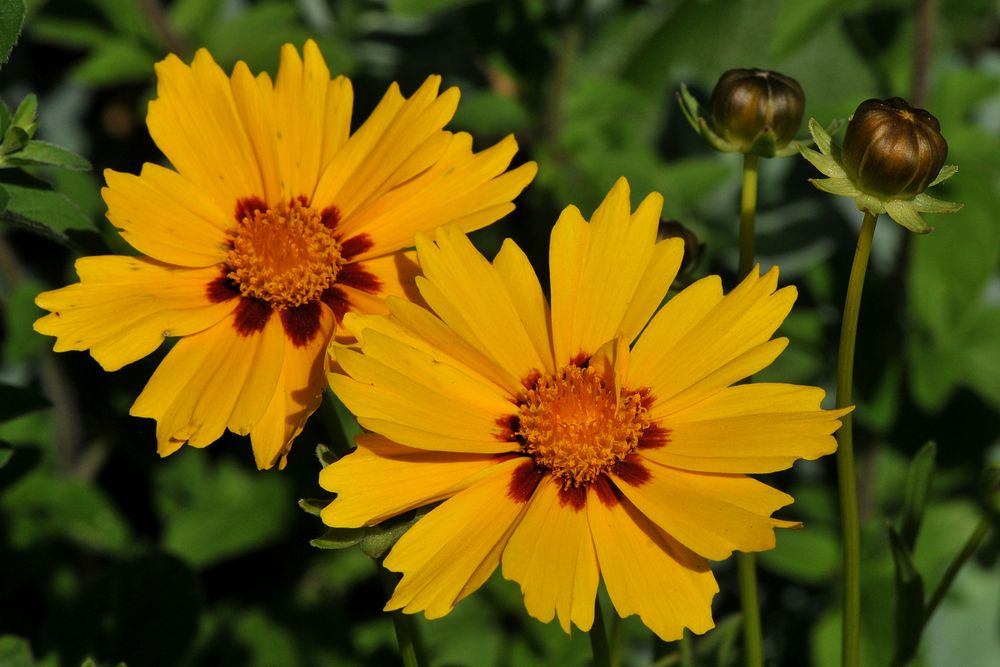 Mädchenaugen ( Coreopsis)