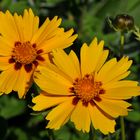 Mädchenaugen ( Coreopsis)