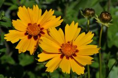 Mädchenaugen ( Coreopsis)