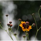 Mädchenaugen (Coreopsis tinctoria) (III)