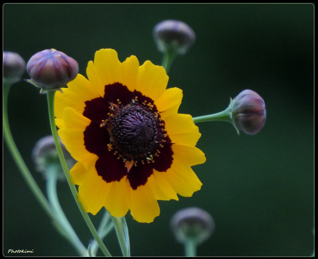 Mädchenaugen (Coreopsis tinctoria) (IV)