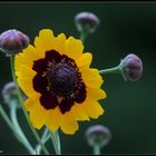 Mädchenaugen (Coreopsis tinctoria) (IV)