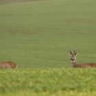 Mädchen&Junge