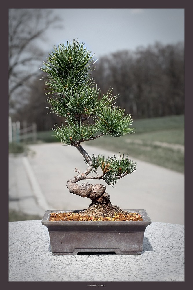 Mädchenkiefer Bonsai