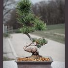 Mädchenkiefer Bonsai