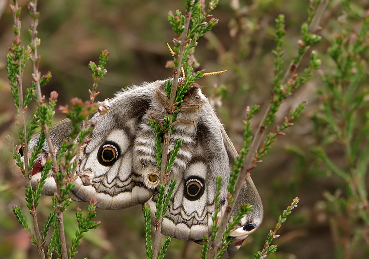  Mädel aus der Heide