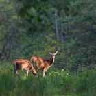 Mädels alleine im Wald....