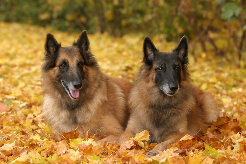 Mädels herbstlich...........