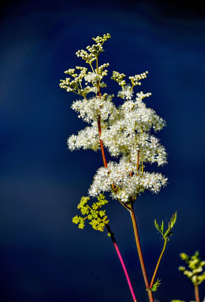 Mädesüß Foto & Bild natur Bilder auf