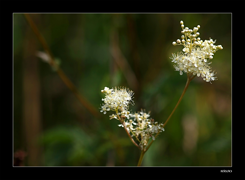 Mädesüß-(Filipendula - ulmaria)