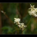 Mädesüß-(Filipendula - ulmaria)