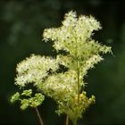 ... Mädesüß -Filipendula ulmaria !!!...