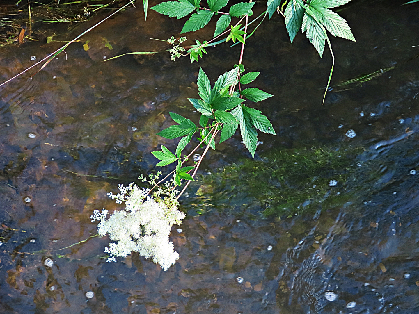  Mädesüß (Filipendula ulmaria) zum Thementag