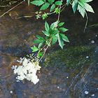  Mädesüß (Filipendula ulmaria) zum Thementag