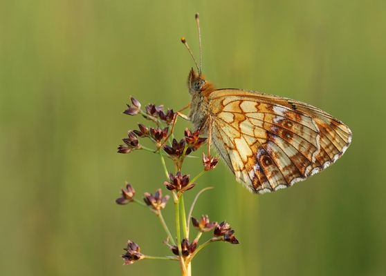 Mädesüß-Perlmutterfalter
