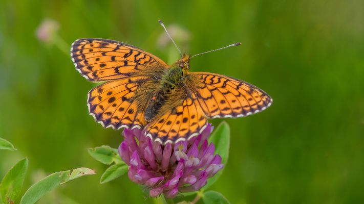 Mädesüss-Perlmuttfalter