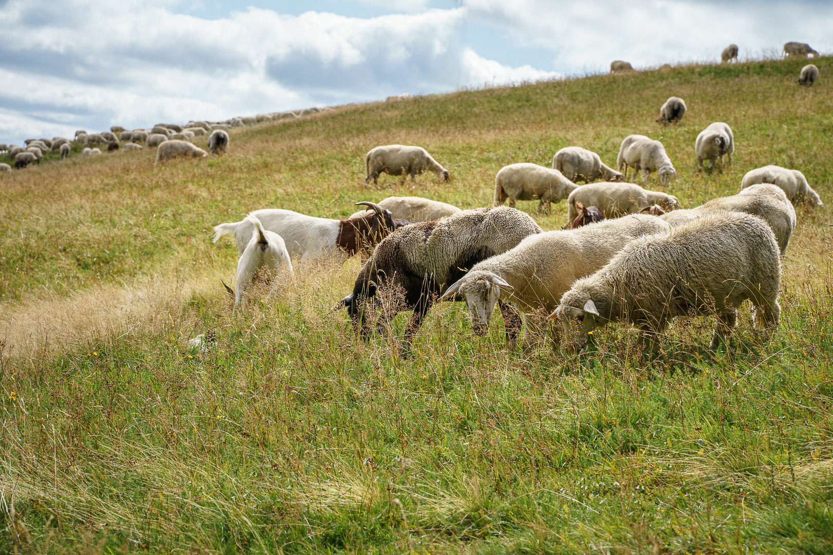 Mäh-arbeiten auf dem Feldberg