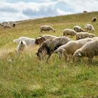 Mäh-arbeiten auf dem Feldberg