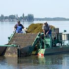 Mähboot Steinhuder Meer