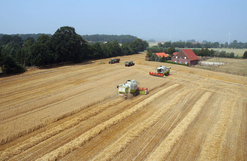 Mähdrusch mit Lexion in 2006 I