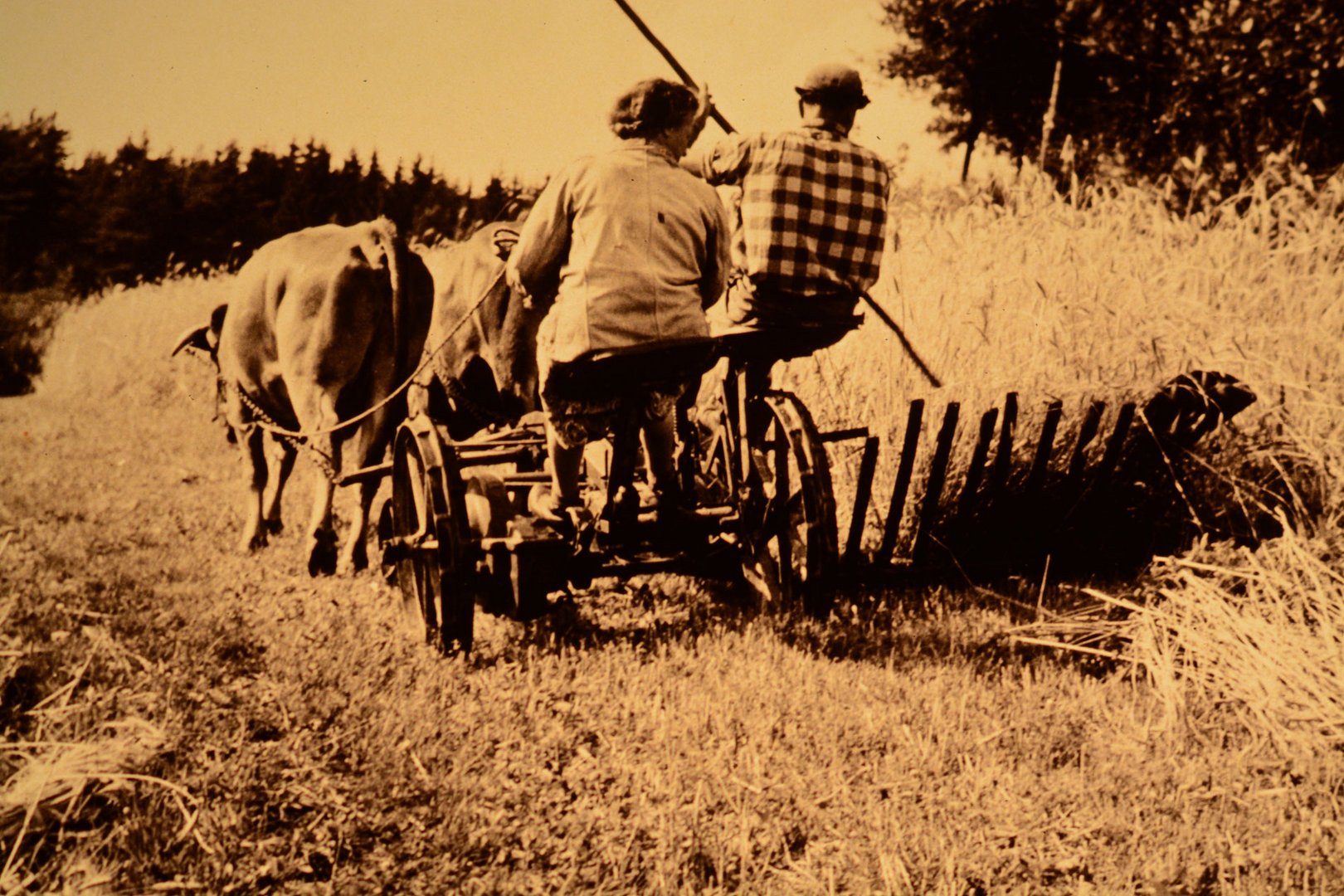 Mähen von  Roggen 1954 mit den Glankühen