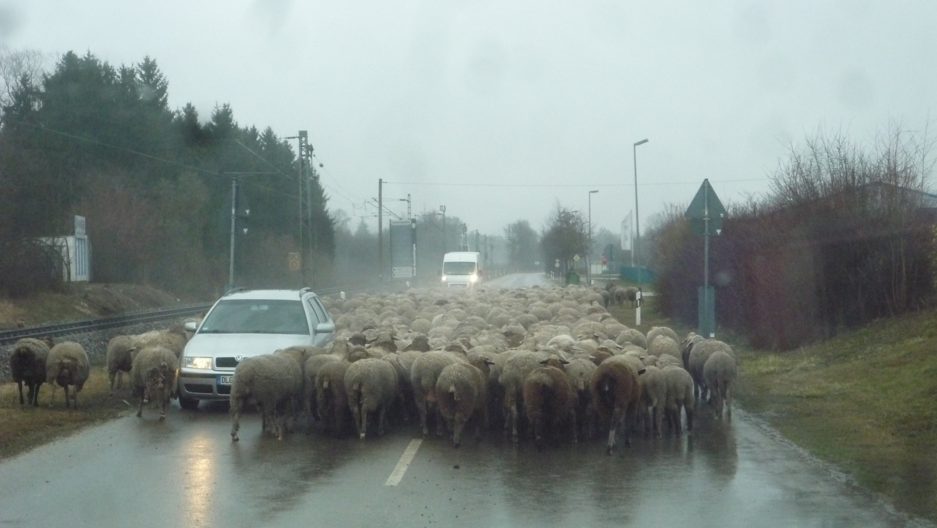 Mäh,Mäh... aus dem Weg..!!