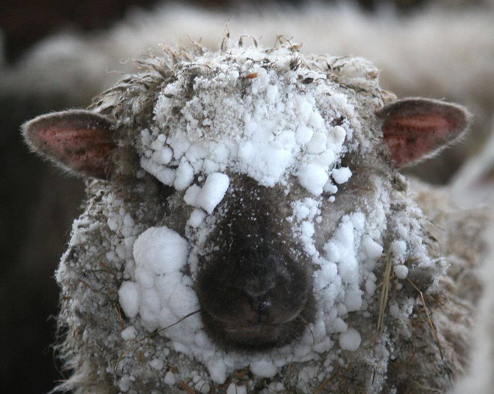 Mäh,Mäh Mäh,wir haben endlich Schnee.....