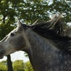 Mähne im Wind