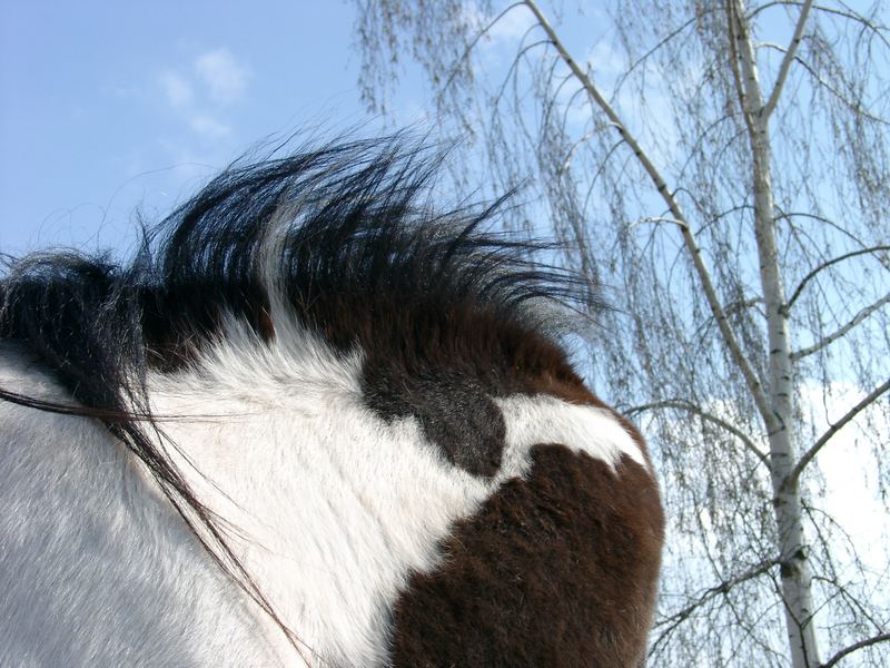 Mähne im Wind