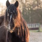 Mähne in der Abendsonne