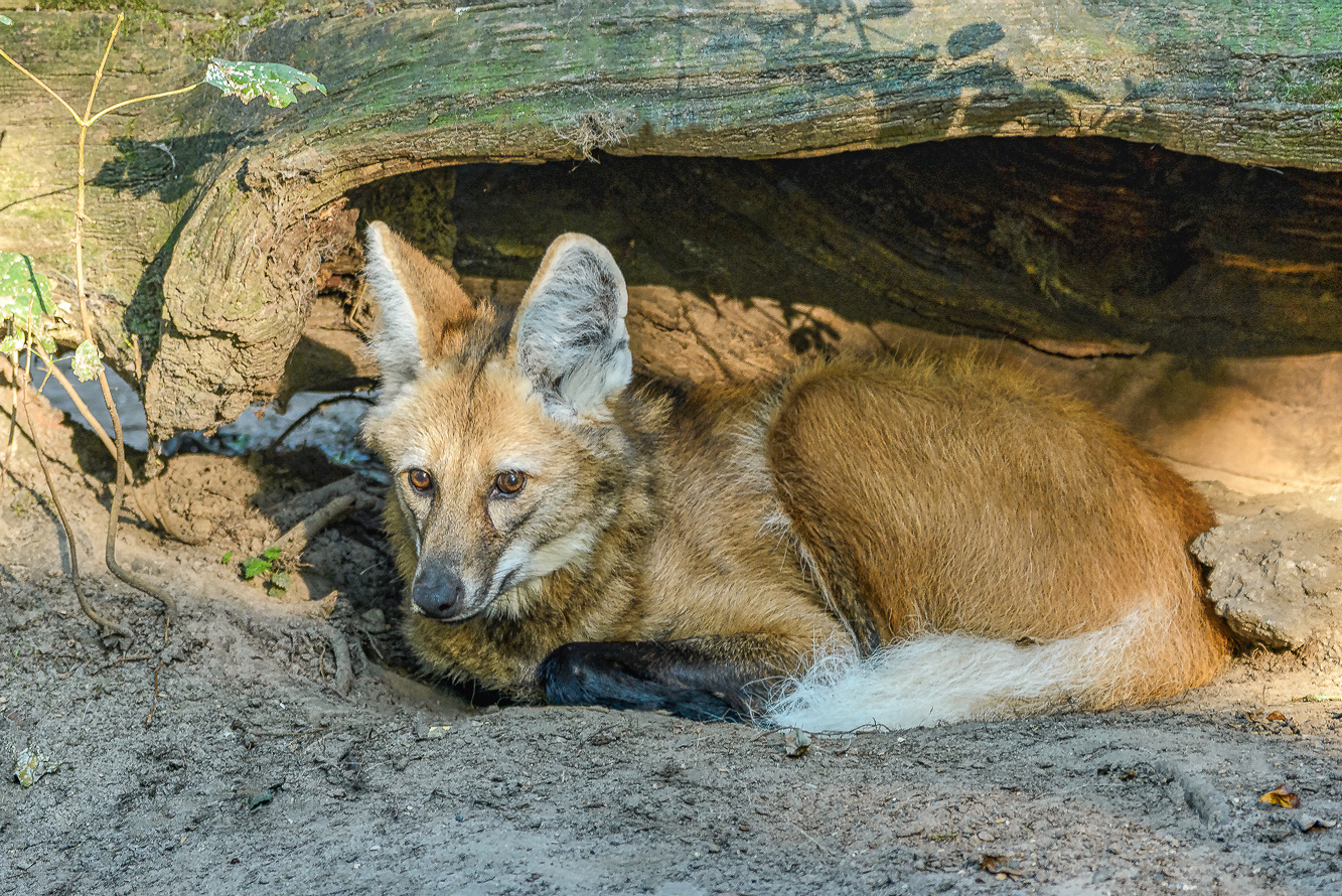 Mähnen-Wolf in seinem Versteck. 