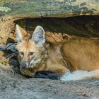 Mähnen-Wolf in seinem Versteck. 