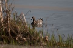 Mähnengansweibchen auf der Havel ??