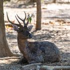 Mähnenhirsche und Hirschkühe zum Empfang