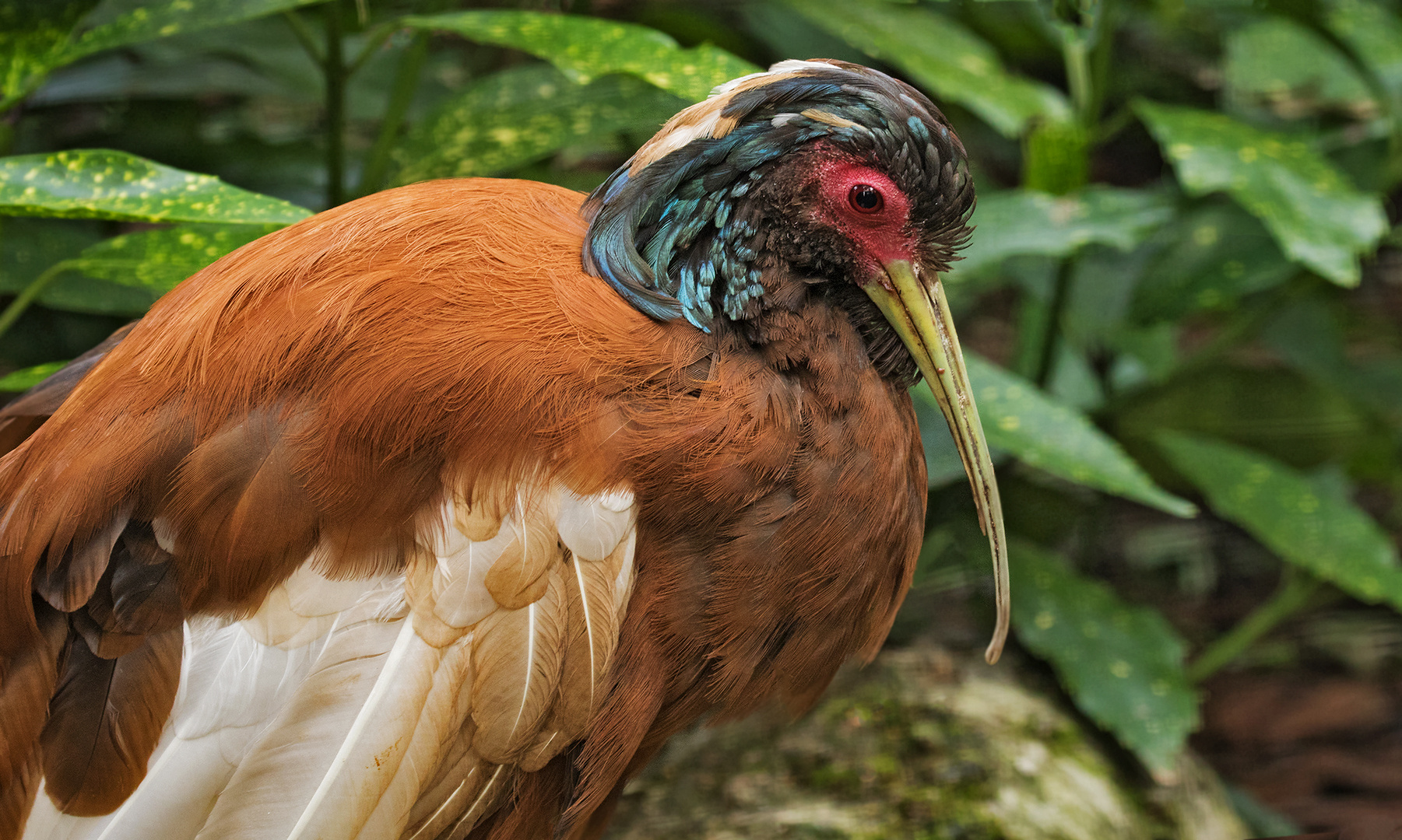 Mähnenibis-Portrait 