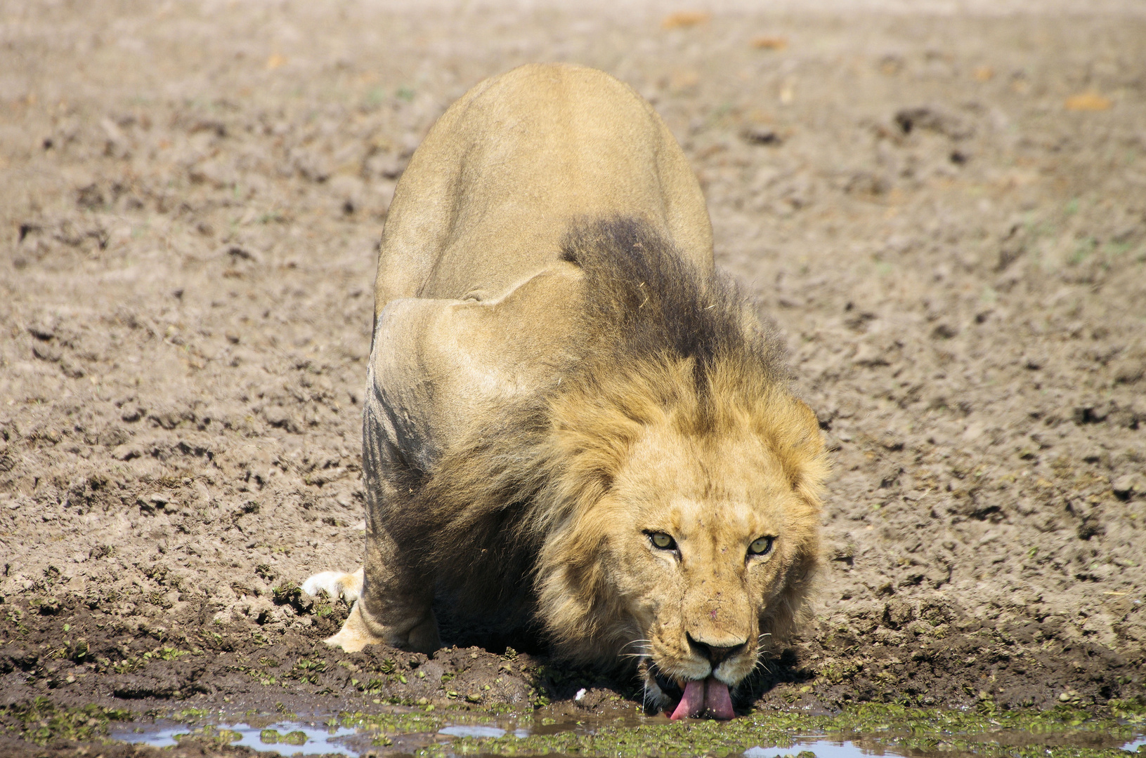 Mähnenlöwe beim Saufen, Black Pools Botswana