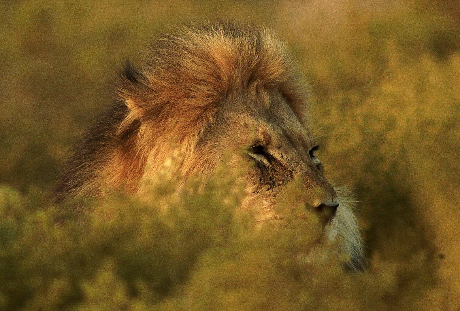 Mähnenlöwe, Kalahari