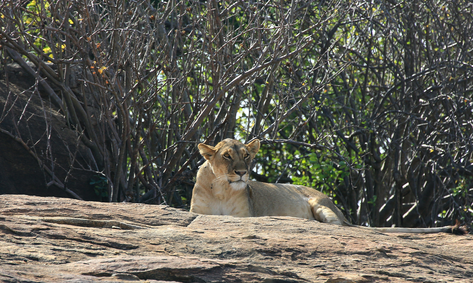 Mähnenlose Löwen im Tsavo East