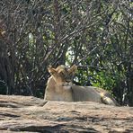 Mähnenlose Löwen im Tsavo East
