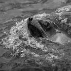 Mähnenrobbe beim verspielten Schwimmen (2)