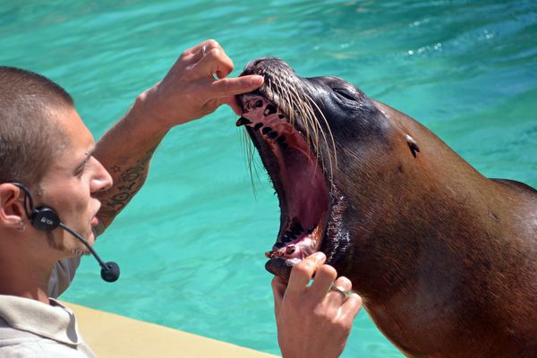 Mähnenrobbe im Zoo Heidelberg
