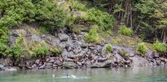 Mähnenrobben im Garibaldi-Fjord