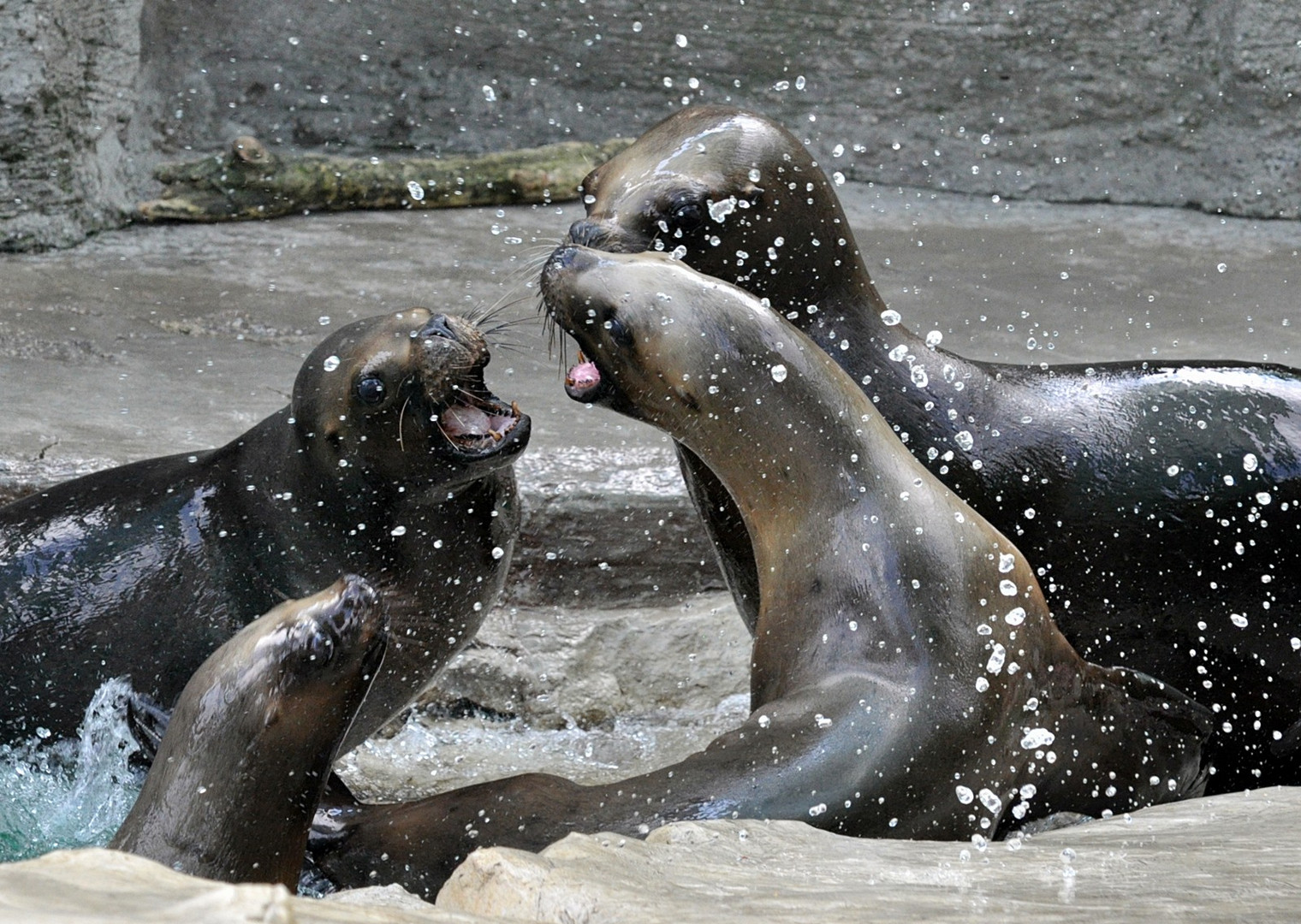 Mähnenrobben im Wiener Zoo bei der Fütterung